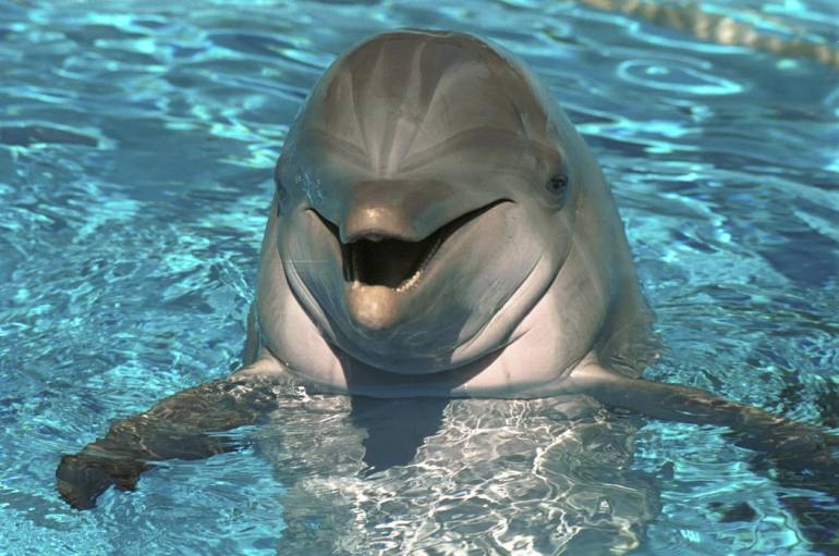 Злі дельфіни